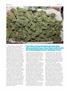Page: - 76 | High Times