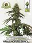 Page: - 9 | High Times