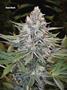 Page: - 101 | High Times