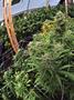 Page: - 12 | High Times