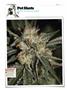 Page: - 120 | High Times