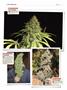 Page: - 124 | High Times