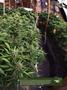Page: - 13 | High Times
