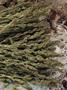 Page: - 17 | High Times