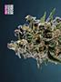 Page: - 68 | High Times