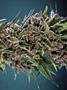 Page: - 69 | High Times