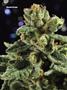 Page: - 70 | High Times