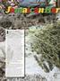 Page: - 80 | High Times