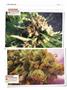 Page: - 122 | High Times