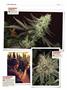 Page: - 124 | High Times