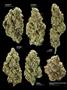 Page: - 14 | High Times