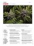 Page: - 4 | High Times