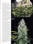 Page: - 55 | High Times