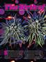 Page: - 62 | High Times