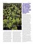 Page: - 64 | High Times