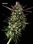 Page: - 67 | High Times