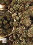 Page: - 68 | High Times