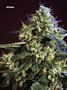 Page: - 70 | High Times