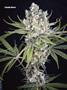 Page: - 101 | High Times