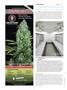 Page: - 104 | High Times