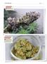 Page: - 122 | High Times