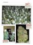 Page: - 124 | High Times