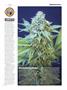 Page: - 23 | High Times