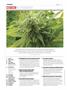 Page: - 4 | High Times