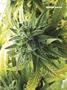 Page: - 67 | High Times