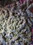 Page: - 69 | High Times