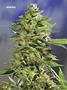 Page: - 70 | High Times