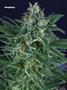 Page: - 101 | High Times