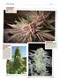 Page: - 124 | High Times
