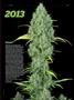 Page: - 63 | High Times