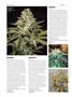 Page: - 66 | High Times