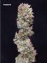 Page: - 67 | High Times
