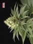 Page: - 68 | High Times