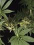 Page: - 69 | High Times