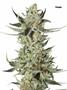 Page: - 70 | High Times
