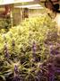 Page: - 75 | High Times