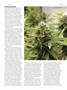 Page: - 83 | High Times