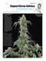 Page: - 99 | High Times