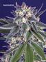 Page: - 115 | High Times