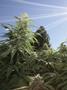 Page: - 12 | High Times