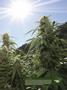 Page: - 13 | High Times