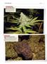 Page: - 136 | High Times