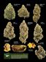 Page: - 14 | High Times
