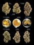 Page: - 15 | High Times