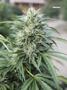 Page: - 75 | High Times