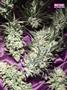 Page: - 77 | High Times